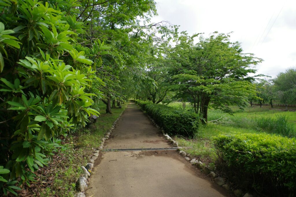 A paved path in the middle of a lush green park